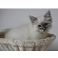 Heilige Birma - Kater