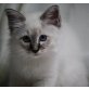 Heilige Birma - Kater