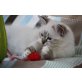Heilige Birma - Kater