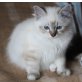 Heilige Birma - Kater