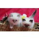 Heilige Birma - Kater