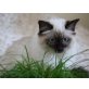 Heilige Birma - Kater