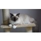 Heilige Birma - Kater