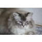 Heilige Birma - Kater