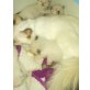 Heilige Birma - Kater