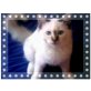 Heilige Birma - Kater