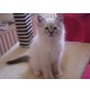 Heilige Birma - Kater