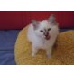 Heilige Birma - Kater