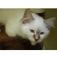 Heilige Birma - Kater