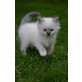 Heilige Birma - Kater