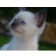 Heilige Birma - Kater