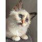 Heilige Birma - Kater