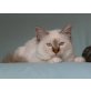 Heilige Birma - Kater