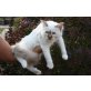 Heilige Birma - Kater