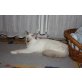 Heilige Birma - Kater