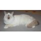 Heilige Birma - Kater
