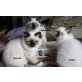 Heilige Birma - Kater