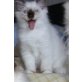 Heilige Birma - Kater