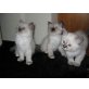 Heilige Birma - Kater