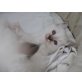 Heilige Birma - Kater