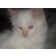 Heilige Birma - Kater