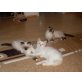 Heilige Birma - Kater
