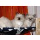 Heilige Birma - Kater