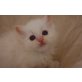 Heilige Birma - Kater