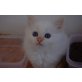Heilige Birma - Kater