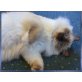 Heilige Birma - Kater