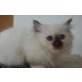 Heilige Birma - Kater