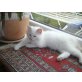 Heilige Birma - Kater