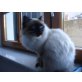 Heilige Birma - Kater