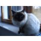 Heilige Birma - Kater