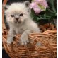 Heilige Birma - Kater