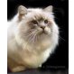 Heilige Birma - Kater