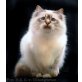 Heilige Birma - Kater