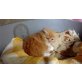 Heilige Birma - Kater