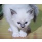 Heilige Birma - Kater
