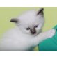 Heilige Birma - Kater