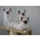 Heilige Birma - Kater