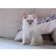 Heilige Birma - Kater