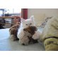 Heilige Birma - Kater