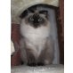 Heilige Birma - Kater