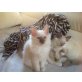Heilige Birma - Kater