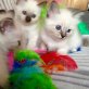 Heilige Birma - Kater