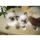 Heilige Birma - Kater