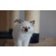 Heilige Birma - Kater