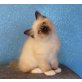 Heilige Birma - Katze