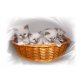 Heilige Birma - Katze